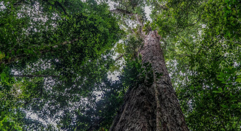 The VCM Handbook was released recently as a guide designed to assist entities keen on participating in carbon market project development and Malaysia’s voluntary carbon market. – AFP photo